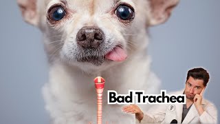 Tracheal Collapse in the Dog [upl. by Irbmac]