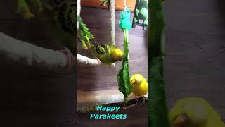 Happy Parakeet on Swing shorts Cute Budgies Chirping birds pet funny [upl. by Turro]