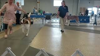 Trotting Giants Saint Bernard Dog Show Brighton CO [upl. by Atinot]