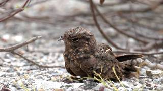 Savanna Nightjar [upl. by Eseer]