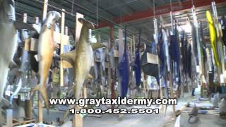 Gray Taxidermy The Worlds Largest Taxidermy Company [upl. by Yenettirb]