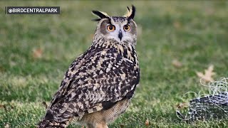 El búho suelto del Zoológico de Central Park finalmente fue visto comiendo  El Minuto Spanish [upl. by Nnairam]