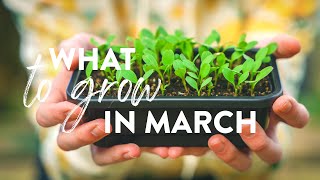 What to Grow in March  5 Plants to Sow amp Grow Now [upl. by Lodge725]