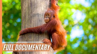 Sabah Malaysian Borneo  Full Documentary [upl. by Aseneg]