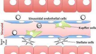 Cells found in the Sinusoidal lining of the Adult liver Stellate cells Itos cells Kupffer cells [upl. by Fairweather]