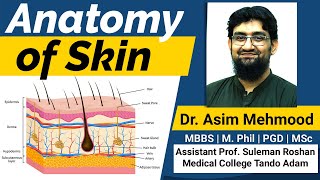 Anatomy of Skin  Urdu  Hindi [upl. by Julietta]