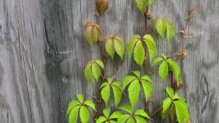 Virginia Creeper Parthenocissus quinquefolia [upl. by Cerelly]