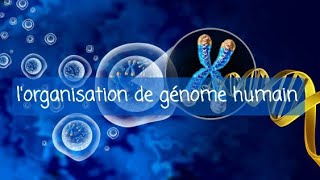 génétique 1ere année med dentaire  organisation de génome humain [upl. by Letnwahs]