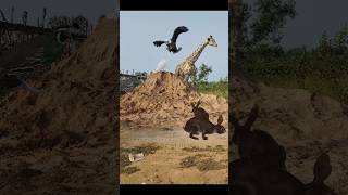 Pigeon Giraffe Eagle And Quail Rabbit shorts shortvideo shortsviral [upl. by Atikcir370]