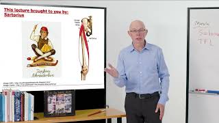 Biomechanics of Movement  Muscle of the Day Sartorius [upl. by Fine]