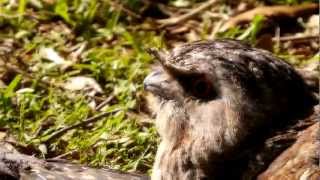 Two Tawny Frogmouths Podargus strigoides sunbathing [upl. by Laddie]