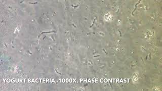 Bacteria in yogurt under the microscope 1000x [upl. by Nessi282]