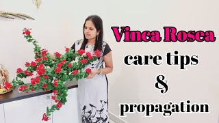 How to propagate Vinca Rosea Catharanthus roseus  useful tips [upl. by Brear]