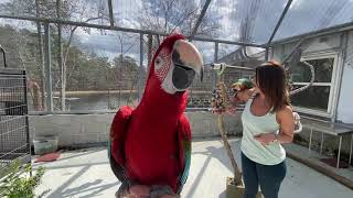 Putting the Birds in the New Aviary DIYaviary [upl. by Yeltrab]