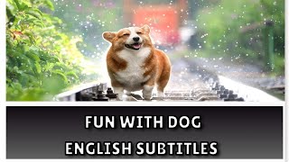 Fun With Dog  English Subtitles  Learn English doglover animallover [upl. by Caldeira263]