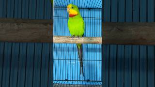 Barraband Parrot 😍 birdshouse youtubeshorts BirdsHouse24 [upl. by Nacnud]