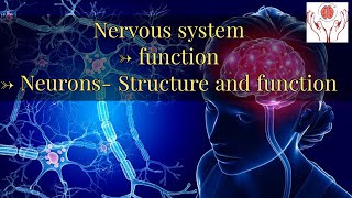 Bio Psychology Part 2 Nervous System Functions Neurons structure and function [upl. by Azarcon]