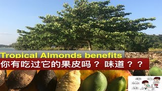 大叶榄仁树功效与作用。Manfaat ketapang。 Terminalia catappa health benefits [upl. by Ennoved]