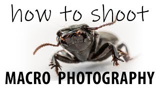 Intro to Macro Photography  Demo with Dedicated Lens and Extension Tubes [upl. by Eislehc]