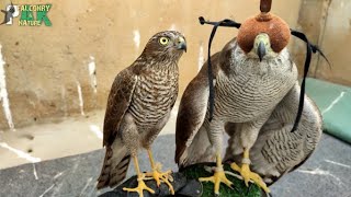 Goshawk Vs Sparrow hawk  How to identify amp Differentiate [upl. by Ocinom281]