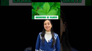 Excretion in Plants MCQs  Life Processes class10 shorts ytshorts study science boardexam [upl. by Sophia]