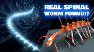 Hallucigenia  The Spinal Worm  Secret Revealed by Marine Biologist [upl. by Janyte]