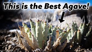 7 Reasons Agave Utahensis is the Best Agave Species [upl. by Dynah]