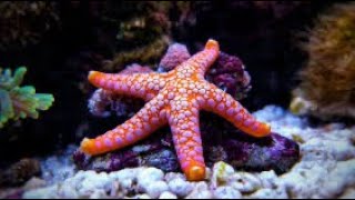 How starfish eat its food Weird way of eating Amazing facts about starfish  Seastar  Digestion [upl. by Icrad422]