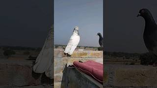 High Flyer Pigeon ❤️💫 youtube pigeon bird viralvideo whatsappstatus trending yt [upl. by Annavoeg]