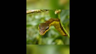 This insect acts like a king cobra snake shortvideos facts amazingfacts [upl. by Adnahsed]