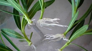 How to grow oleander Kaner plant from cuttings [upl. by Ophelia306]