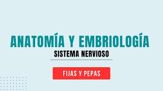 Anatomía y Embriología l Sistema Nervioso [upl. by Elletnahc]