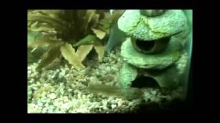 Bullfrog Tadpoles Swimming in Aquarium [upl. by Akcirre]