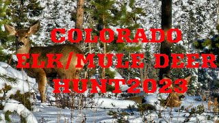 Colorado ElkMule Deer Hunt 2023 [upl. by Delphinia274]