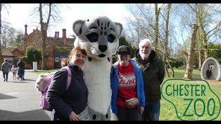 NEW SNOW LEOPARDS AT CHESTER ZOO  Chester Zoo Vlog April 2024 [upl. by Judenberg442]