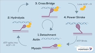 The Sliding Filament Theory of Muscle Contraction  FOUR STEPS [upl. by Jenn]