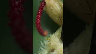 The Unseen Cactus killer Bird 🌵😱 shorts facts amazingfacts viralshorts viral [upl. by Hametaf]