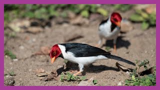 Yellowbilled Cardinal [upl. by Ecinehs]