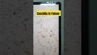 Coccidia In Falcon viralshort fun kids [upl. by Nelsen]