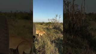 Red Road Male lion protecting his core group of females lions manyeleti soundup [upl. by Schulein]