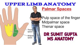 SPACES OF HAND ANATOMY Midpalmar spaces  Thenar spaces  Pulp spaces [upl. by Oirasan]