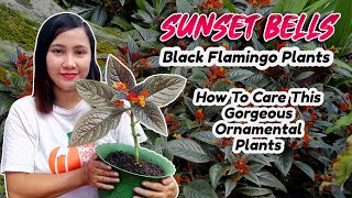 Sunset Bells plant care tips and repotting  Black Flamingo or Copper Leaf  Chrysothemis Pulchella [upl. by Ydnim]