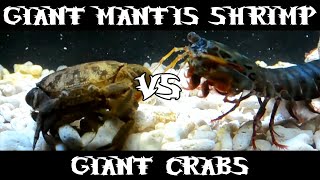 Giant Smashing Mantis Shrimp VS Giant Crabs [upl. by Kilk]