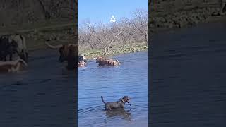 Cowdog Charlie Moving Cattle Through a Marsh ￼ [upl. by Leban]