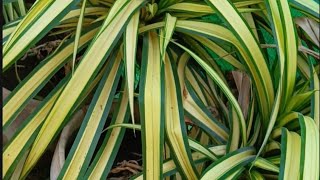 Pygmy Screwpine Pandanus pygmaeus Indoor Plant Varieties Series [upl. by Gerson379]