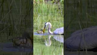 Heron’s Bold Catch heron nature [upl. by Erminia]