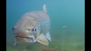 Hvor er Havørreden når rapsen blomstrer og hornfisken fylder kysten [upl. by Roybn]