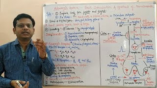 Adrenergic System Part 01  Basic Introduction and Synthesis of Norepinephrine  Noradrenaline [upl. by Patrice]