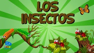 LOS INSECTOS 🐞🦗 Vídeos Educativos para Niños [upl. by Esinahs497]