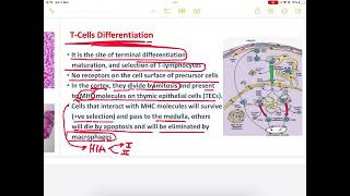 Histology of lymphatic system HLS 2  done by osaid assayed [upl. by Meraree614]